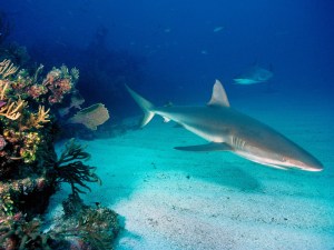 gray-reef-sharks-normal